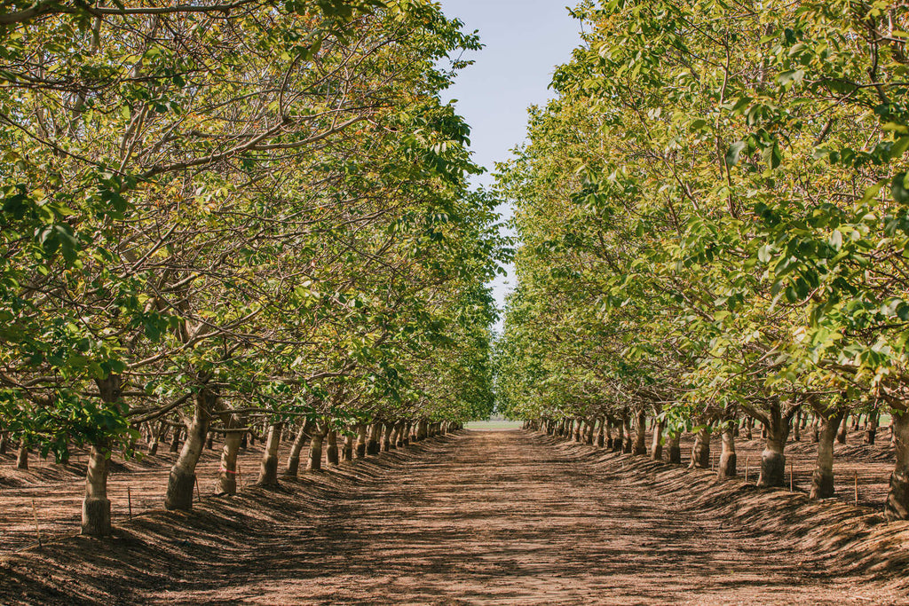 Many walnut trees in a farm